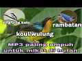 Lagu suara pikat Kolibri wulung kombinasi Jing Jing batu dan tambatan perahu merah#jingjingbatu#rambatan