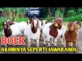 Lagu PADA AKHIRNYA KAMBING BOER JADI MURAH SEPERTI JAWARANDU