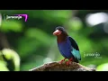 Download Lagu CEKAKAK JAWA // JAVAN KINGFISHER
