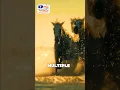 MORE Than One Horse
