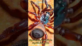 اخطر عنكبوت علي وجه الارض لا تقترب منه ابدا 