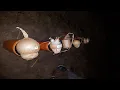 Download Lagu Shells schieten 3'' 4'' 5'' 6'' 8'' X2 Oud en Nieuw 2017 - 2018