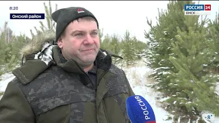 В лесничествах региона началась массовая заготовка новогодних ёлок