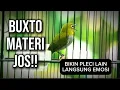 Lagu Pleci BUXTO gacor🔥Pancingan pleci di pagi hari bikin semua jenis pleci gacor dan buka paruh‼️