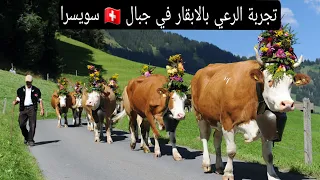 لقيت خدمة راعي البقر سويسري                دندنها
