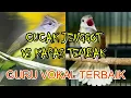 Download Lagu MIX CUCAK JENGGOT VS KAPAS TEMBAK |birds singing| |birds training|