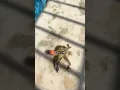 Download Lagu Birds splayed leg problem 🦜 / birds leg issue #parrot #birds #shortsfeed #minivlog