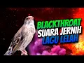 Download Lagu BLACKTHROAT GACOR SUARA JERNIH UNTUK MASTERAN KENARI #74