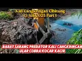 Download Lagu NGERI ‼️Babat Sarang Predator Kali Cangkringan Cibitung Bekasi , Keluar Ular Cobra