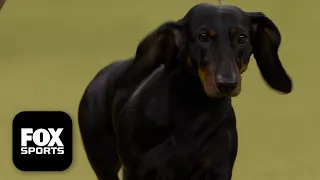 Play trivia and poll mini-games with friends, while you watch The Hound Group 2026 Westminster Dog Show (2026). Who's the top dog?!