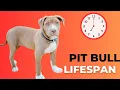 How Long Do Pit Bulls Live Lifespan and Care Tips for Your PitBull