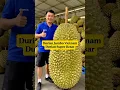 Lagu Durian Jumbo Vietnam⁉️Durian Super Besar, Manis, dan Lembut‼️