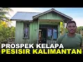 Download Lagu PERSIAPAN MASA PENSIUN, PAK TENTARA INI KEMBANGKAN PERKEBUNAN KELAPA LAHAN TRANSMIGRASI KALIMANTAN