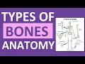 Types of Bones Anatomy Long Short Flat Irregular Sesamoid Sutural