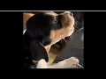 Treeing WALKER coonhound PUPPY