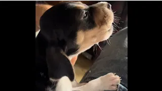 Treeing WALKER coonhound PUPPY