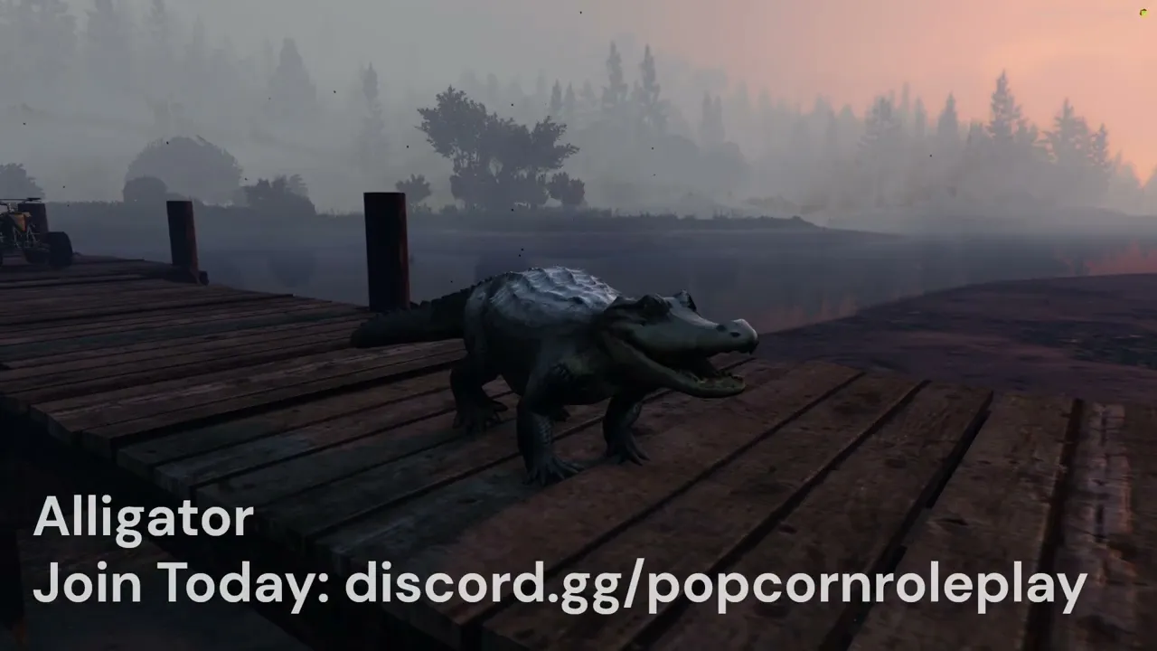 Alligator