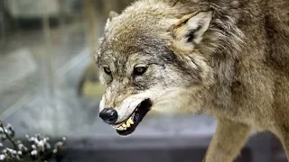 وثائقي وادي الذئاب القاتله 