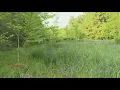 The fabulous floating fen of Chautauqua County