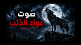 أصوات ذئاب في منتصف الليل   صوت الذئب مخيف      أجواء مرعبة للنوم والاسترخاء الذين لا يريدون النوم   دندنها