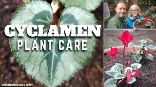 Download ✔ Cyclamen Plant Care - SGD 279 ✔ MP3