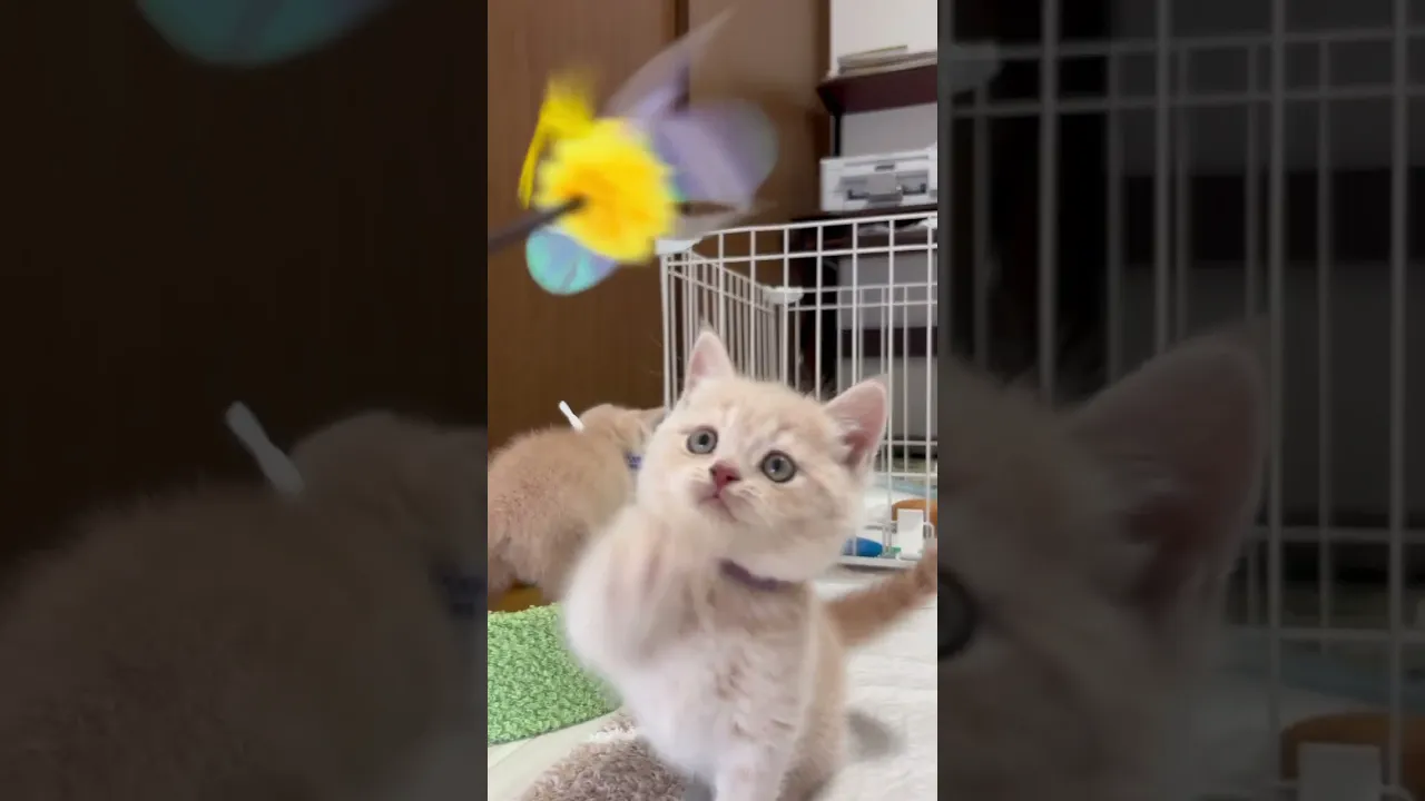 動画
