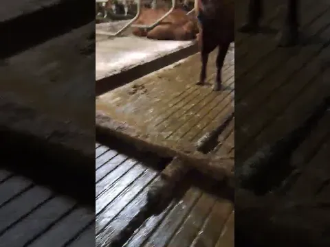 Amazing cow farm #cows #dairyfarm #milkcows