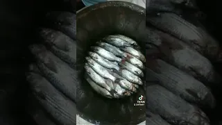 فسيخو انا          دندنها