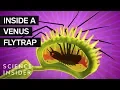 What s Inside A Venus Flytrap