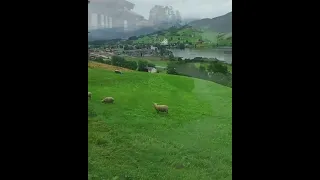 أصدق هل فؤادك يحتويني دندنها