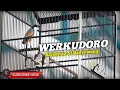 Download Lagu CENDET WERKUDORO || TENGKEK BUTONYA BIKIN SAKIT TELINGA #cendet #werkudoro #pentetmaniapacitan