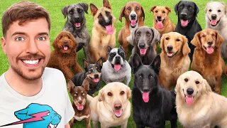 Download I Adopted EVERY Dog In A Dog Shelter MP3