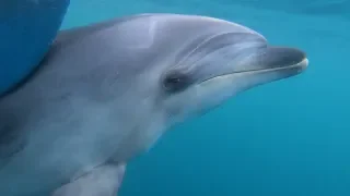 Sailing Lessons meet KING of the forest – Ep 23