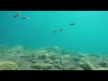 Download Lagu Underwater footage of Lake Tanganyika cichlids