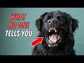 Why you re NEVER ready to own a Newfoundland dog