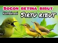 Download Lagu Suara Pikat Sogon Betina Ribut Kombinasi Sirtu Ribut