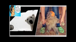 I dare you not to smile at these awesome animals 38 Photos - 94Pic Humor Relax