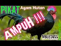 ✅ AMPUH ! SUARA PIKAT SUARA AYAM HUTAN HIJAU | the alluring sound of Green Junglefowl