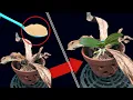 Download Lagu Surprised that the dead orchid suddenly revived miraculously
