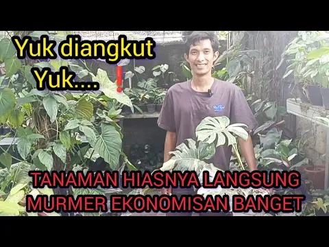 Download MP3 LAMA GAK REVIEW ⁉️TANAMAN HIASNYA LANGSUNG MURMER EKONOMISAN BANGET