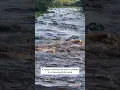 Swamp Has Alligator Overload