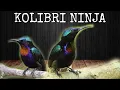 Download Lagu Burung Kolibri Ninja Lagi Menyusun Lagu #shorts #kitiangmotovlog