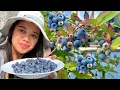 Download Lagu FILIPINA BRITISH LIFE IN UK: SARIWA AT ORGANIC NA BLUEBERRIES SA BAKOD NG BAHAY
