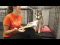Momo the Malamute Stays the Night at Dogtopia