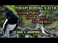 Download Lagu TERAPI BURUNG KACER MACET BUNYI KURANG FIGHTER DENGAN SUARA AIR YG KEMRICIK