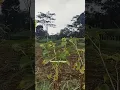 Download Lagu Pancalang Kuningan | Cuaca Pagi di kuningan ,Jabar #kuningan #kuningankasepgeulis
