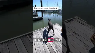 #fyp #dream #pets #doberman #vlog