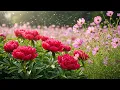 Download Lagu Melody that warms the heart I've been listening to it every day for six months now 🎵