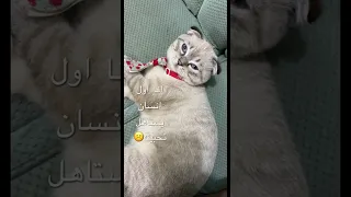 عطر شريته عشانك لاترشينه 