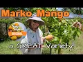 Download Lagu 'Marko' Mango: A GREAT Variety!